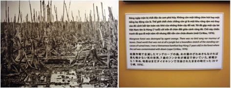 Photograph of a boy in a destroyed mangrove forest and accompanying caption, on display at the War Remnants Museum in Ho Chih Minh City, Vietnam.
