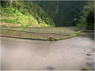 Ifugao farmer weeding a stone wall in preparation for rice planting season, Banaue, Philippines. Photo: © Wanda Acosta 2010